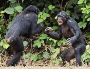 Create meme: Bonobo chimp, Bonobo sex, monkey fight