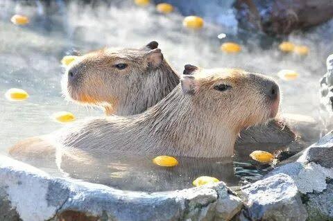 Create meme: capybaras in yuzu, a pet capybara, capybara swims