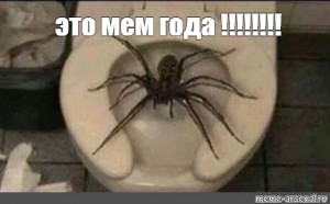 Sozdat Mem Giant Spider Samyj Bolshoj Pauk V Mire Huntsman Spider Kartinki Meme Arsenal Com