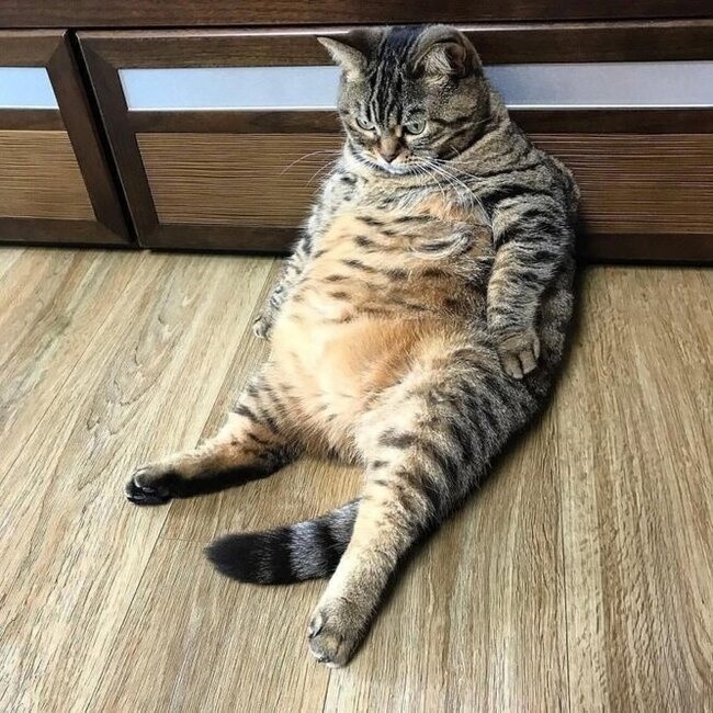 Create meme: cat , fat tabby cat, funny fat cat