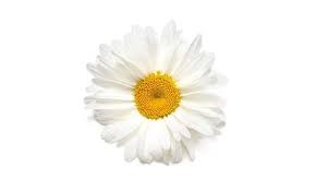 Create meme: chamomile flowers, white Daisy, beautiful chamomile