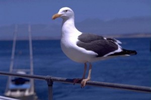Create meme: Seagull GOP