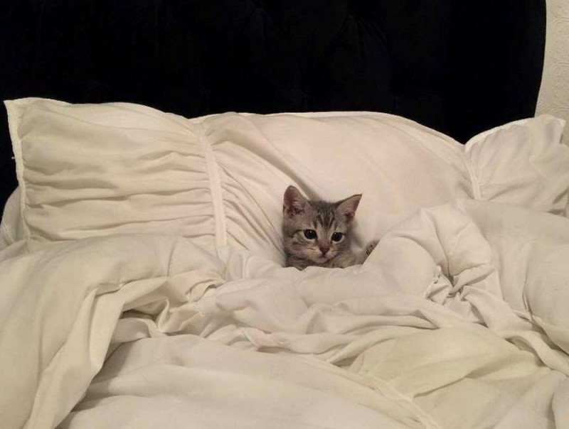 Create meme: a cat on a big bed, cat in bed, cat under a blanket