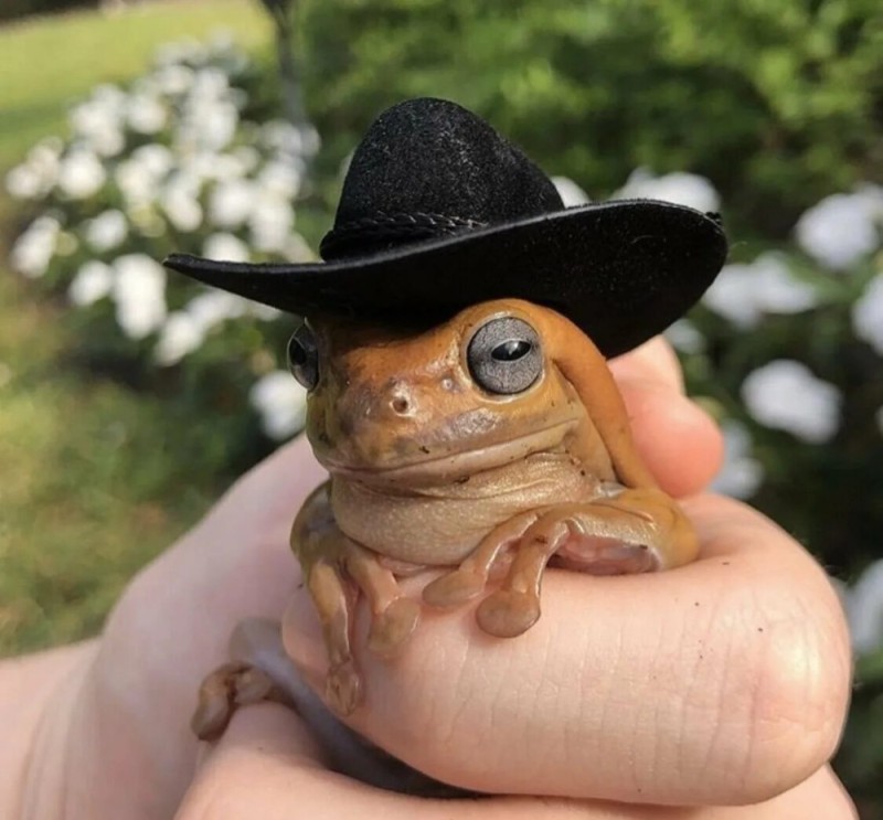 Create meme: the frog in the hat, toad in a hat, the frog in the hat