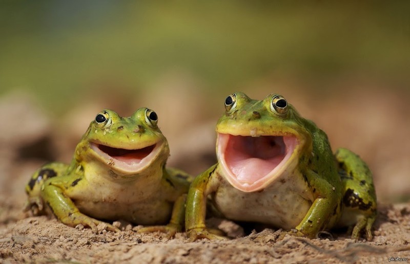 Создать мем: смешные лягушки, красивые лягушки, лягушка жаба