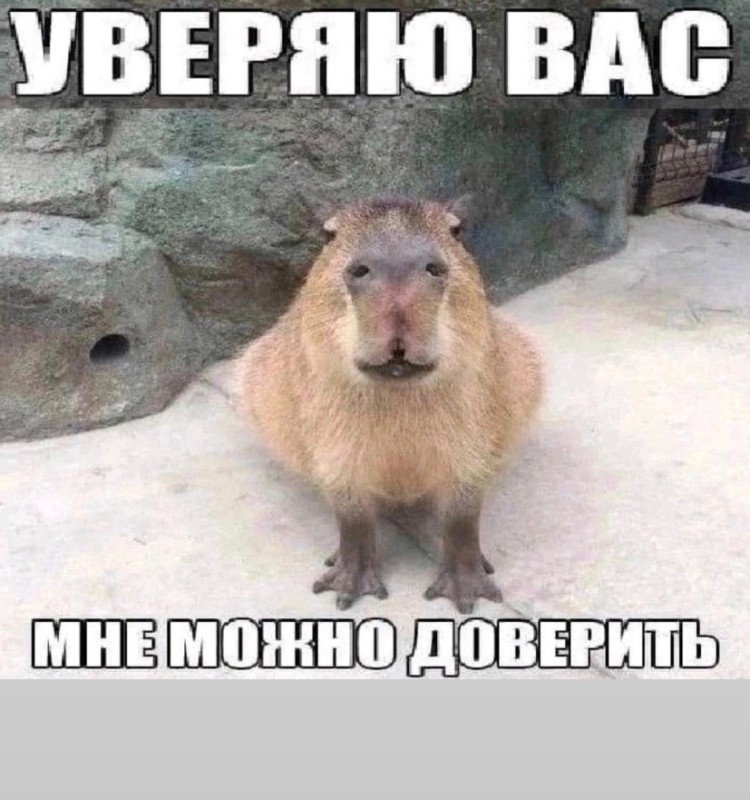 Create meme: a pet capybara, the capybara , capybara high quality