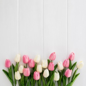 Create meme: spring Tulip, tulips, white tulips