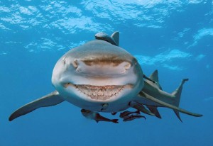 Create meme: shark 