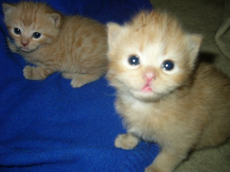 Create meme: ginger kitten , The red kitten has grown up, kitties 