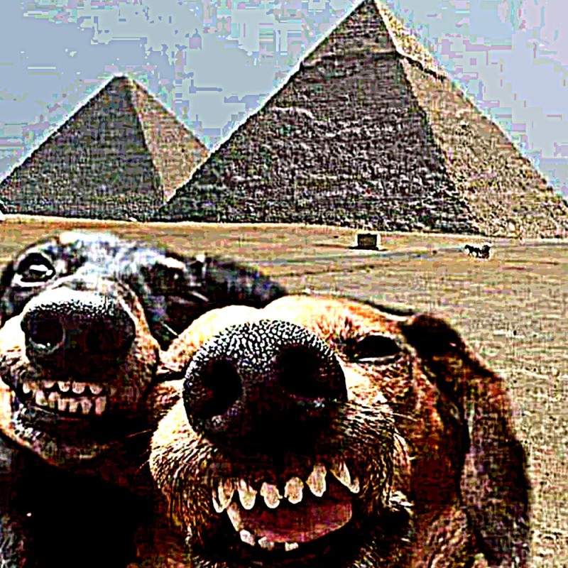 Create meme: dogs in egypt meme, dog , two dogs in egypt