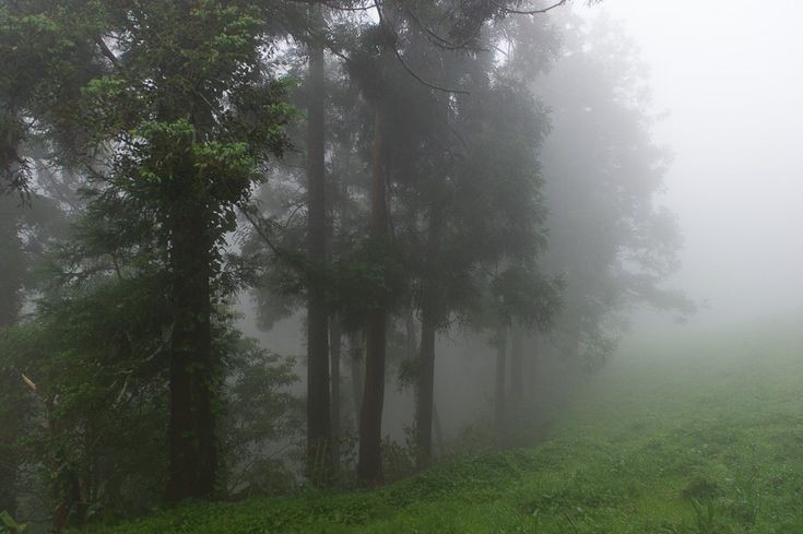 Create meme: forest landscape, foggy landscapes, nature fog