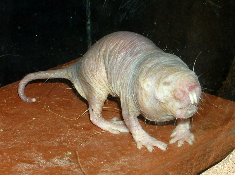 Create meme: digger , the mole rat, bald rodent