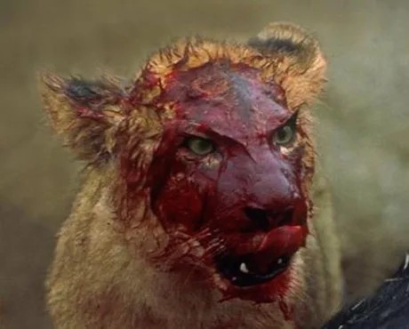 Create meme: wounded lion, the evil lioness, Leo 