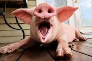 Создать мем: свинья хряк, поросята, свинья улыбается