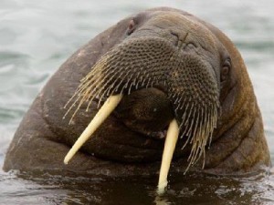 Create meme: carbon monoxide walrus, walrus the Atlantic, walrus funny pictures