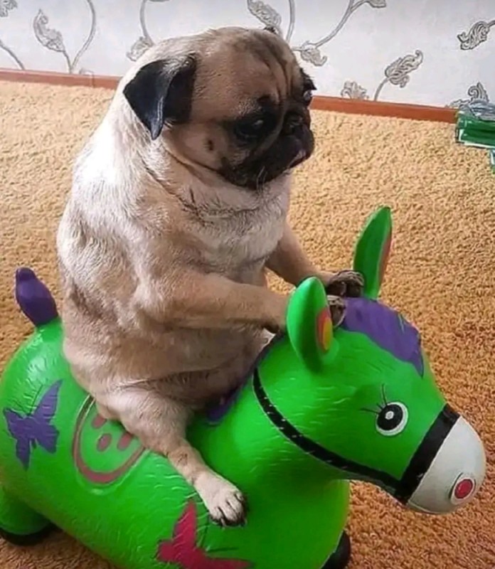 Create meme: pug on horseback, pug breed, pug pug