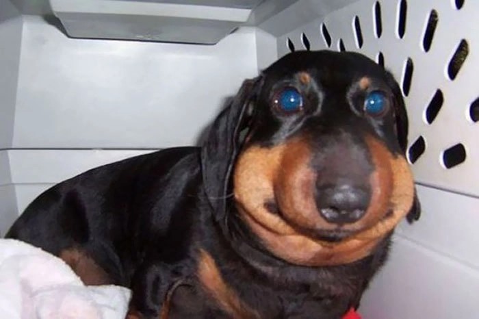 Create meme: a dachshund stung by a bee, The dachshund was bitten by a bee, The dog was bitten by a bee