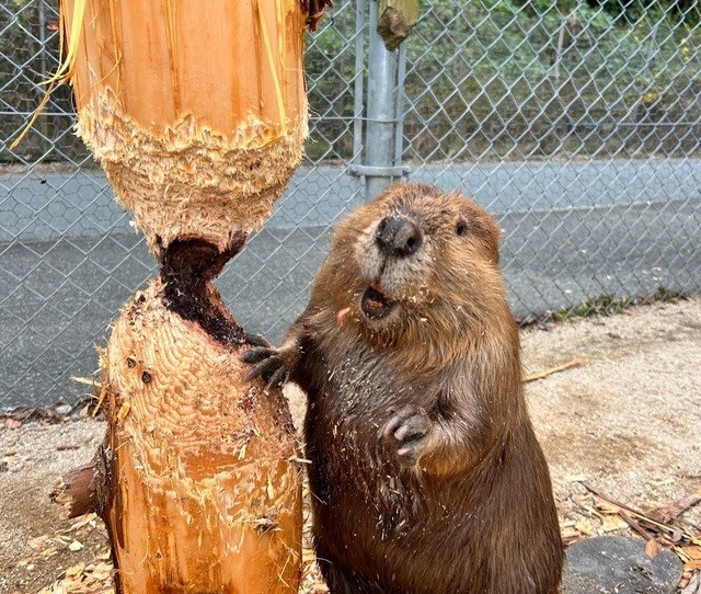 Создать мем: бобр речной обыкновенный, канадский бобр (castor canadensis), бобр речной