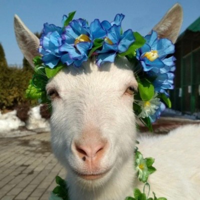 Create meme: beautiful goat, bully goat, goat