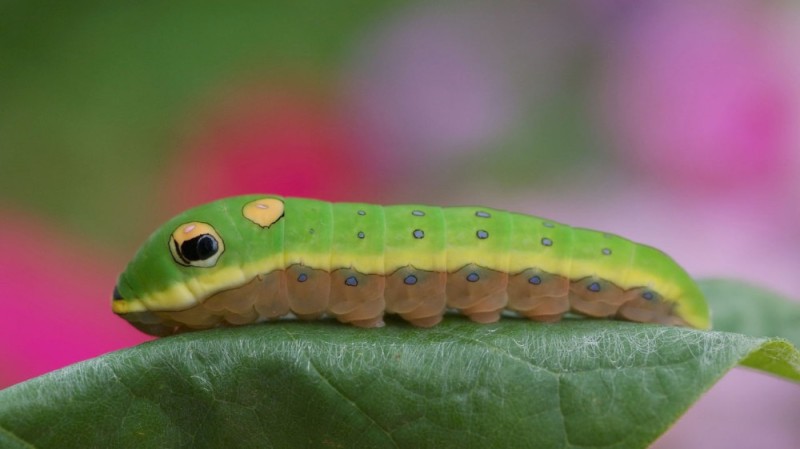 Создать мем: papilio troilus гусеница, гусеница бабочки spicebush swallowtail, гусеница бражник