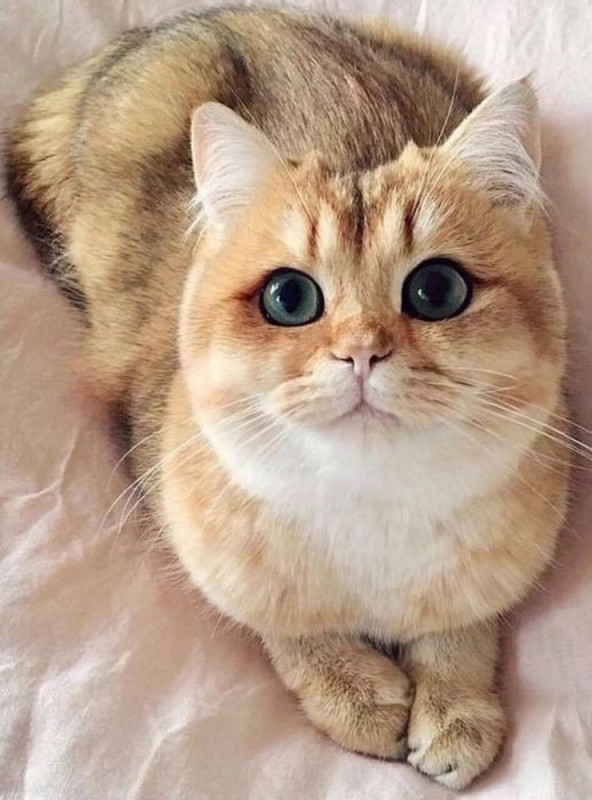 Create meme: a cat with round eyes, peach cat, the cute cat