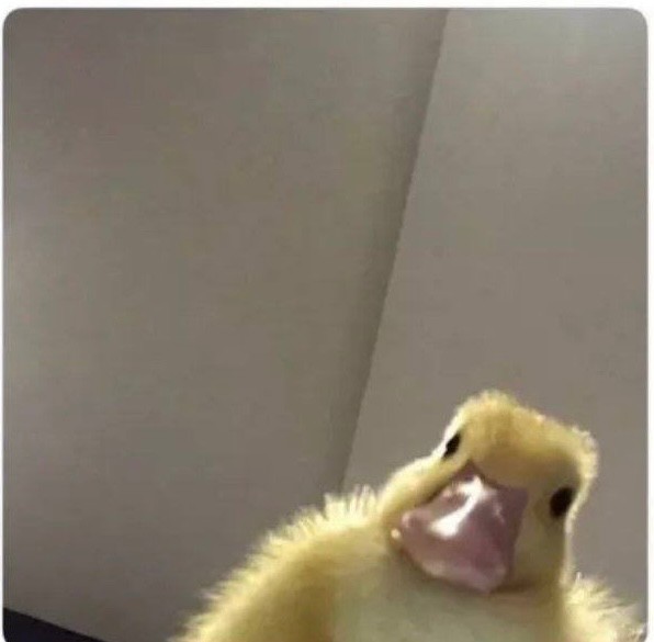 Create meme: duck selfie, ducks, The duck from the meme