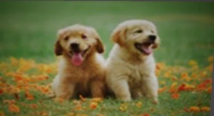 Create meme: puppy, dogs, dog Golden Retriever
