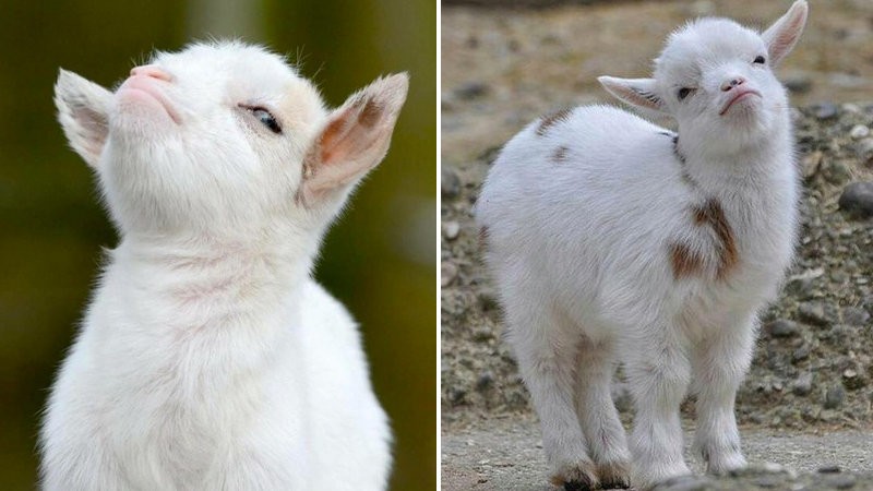 Create meme: the proud goat, the goat is small, the proud goat 