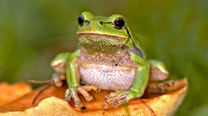 Create meme: frog on a branch, photos of frogs, frog 