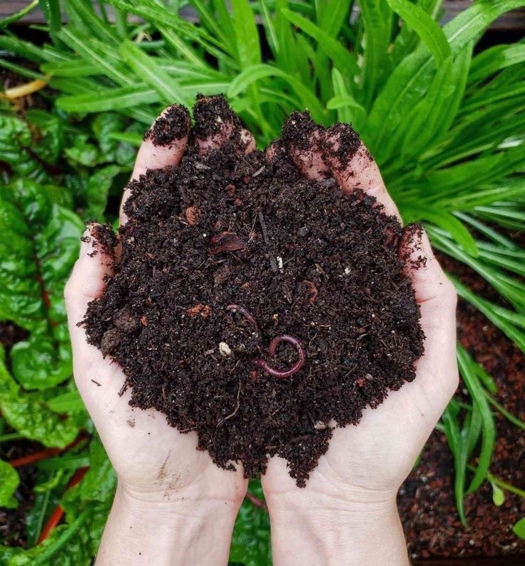 Создать мем: compost, гумус червей, биогумус калифорнийский червь