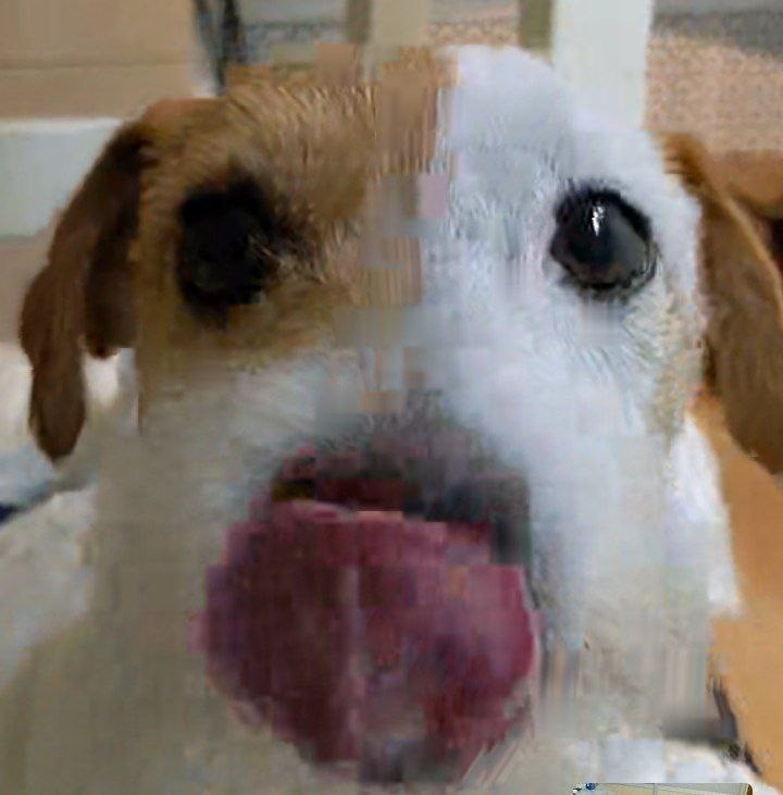 Create meme: Smooth-haired Jack Russell Terrier, dog , breed Jack Russell Terrier