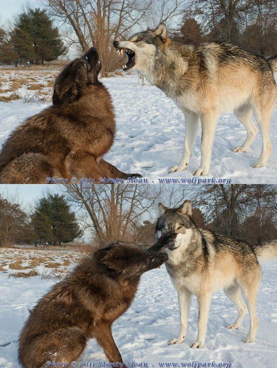 Create meme: wolf wild, wolf wolf, The wolf is on the attack