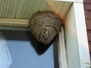 Create meme: a nest of wasps, the hornet's nest