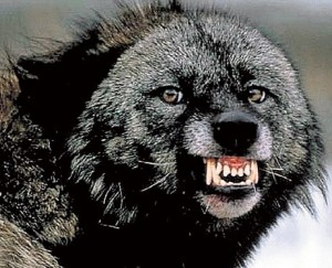Create meme: bad wolf, wolf, Wolverine grin