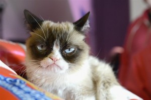 Создать мем: недовольный кот, грампи кэт мемы, Grumpy Cat
