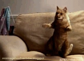 Create meme: the dancing cat, gif dancing cat, cat 