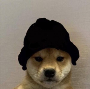 Create meme: dogs are cute, dog, dog in hat meme