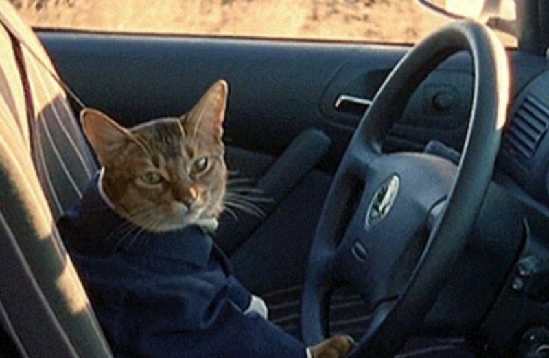 Create meme: cat taxi driver, driving, the cat behind the wheel