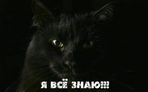 Создать мем: кошка, черный кот на черном фоне, кот
