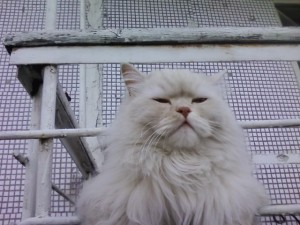 Create meme: fluffy cat, cat, white cat