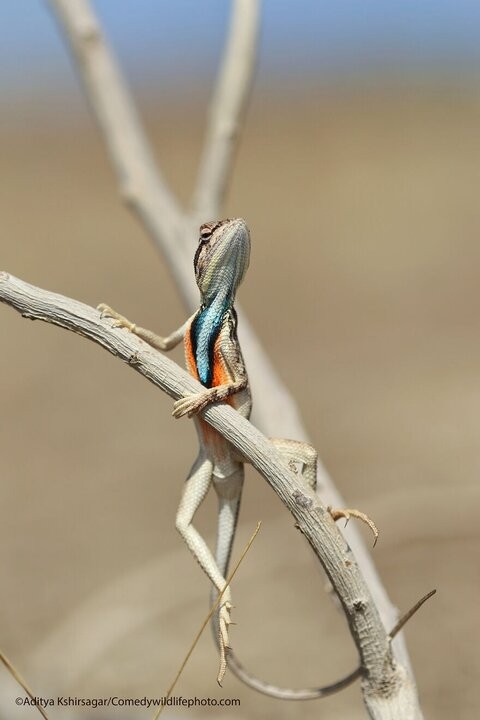 Create meme: The lizard of Agama Sitana, agama lizard, steppe agama