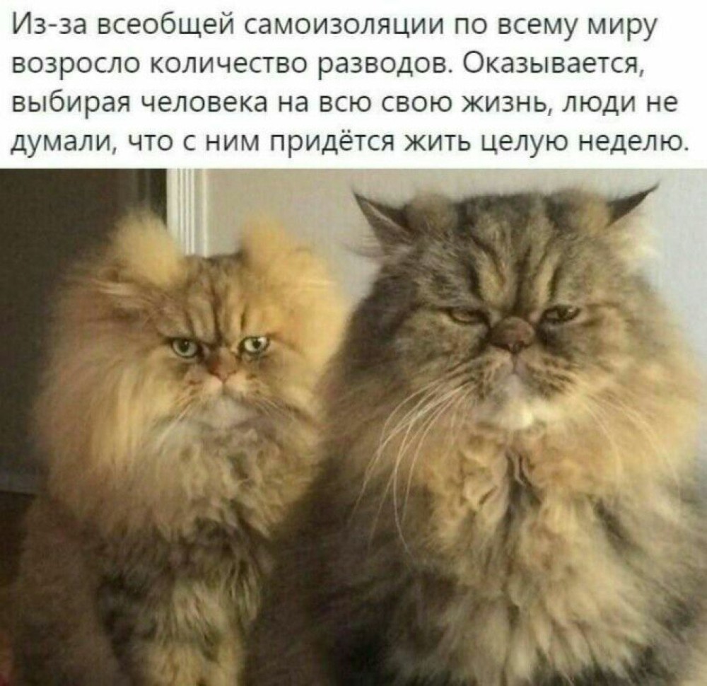 Создать мем: коты мемы с надписями, кот, людей