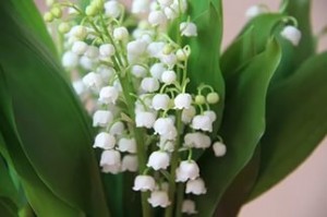 Create meme: spring bouquet, lily of the valley, flowers lilies of the valley