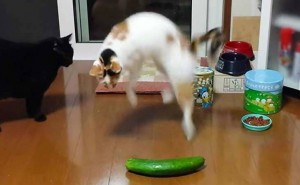 Create meme: cat, funny cats, the cat and cucumber