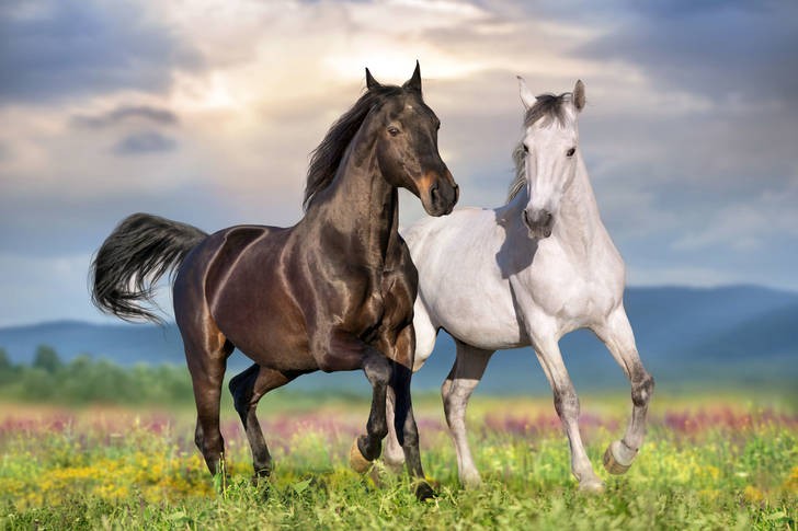 Create meme: horse , horses are a couple, two horses