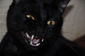 Create meme: cat, black cat, One