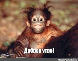 Create meme: happy monkey, good morning, monkeys