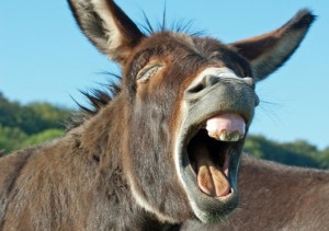Create meme: donkey laughs, donkey