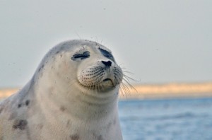 Создать мем: обыкновенный тюлень, морской тюлень, довольный тюлень