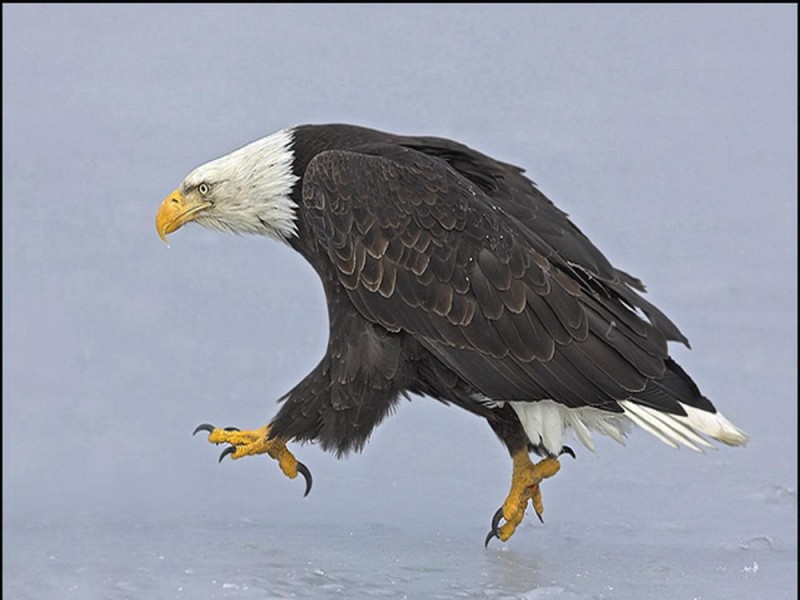 Создать мем: eagle, белоголовый орлан, bald eagle